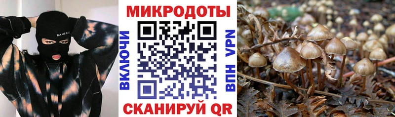 Псилоцибиновые грибы Cubensis  Купить  Хабаровск 